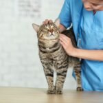 Pet Care
